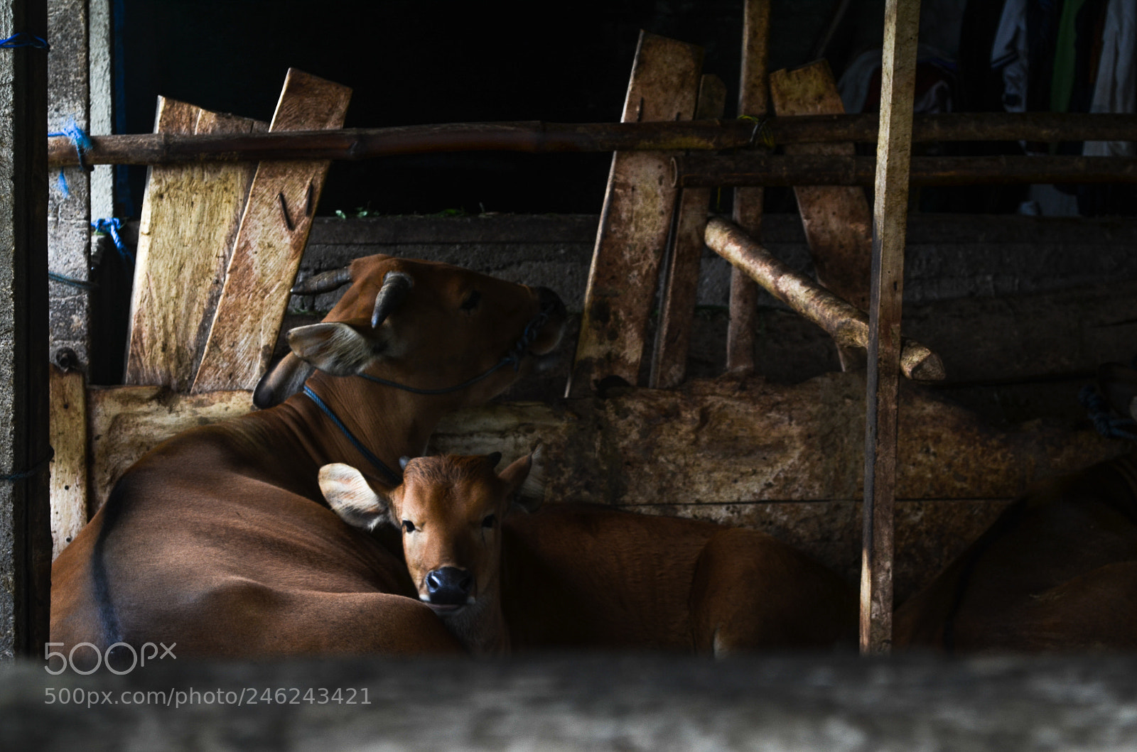 Nikon D5100 sample photo. Cows photography