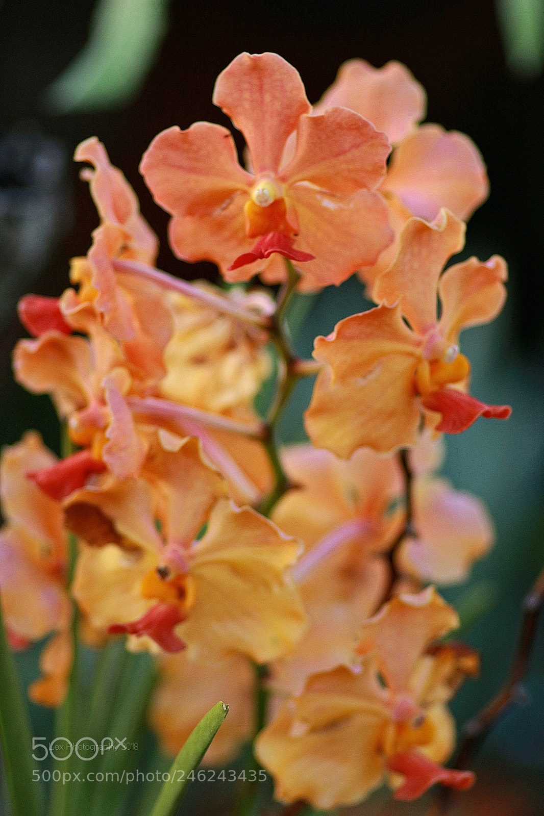 Canon EOS 700D (EOS Rebel T5i / EOS Kiss X7i) sample photo. Orchid evening photography