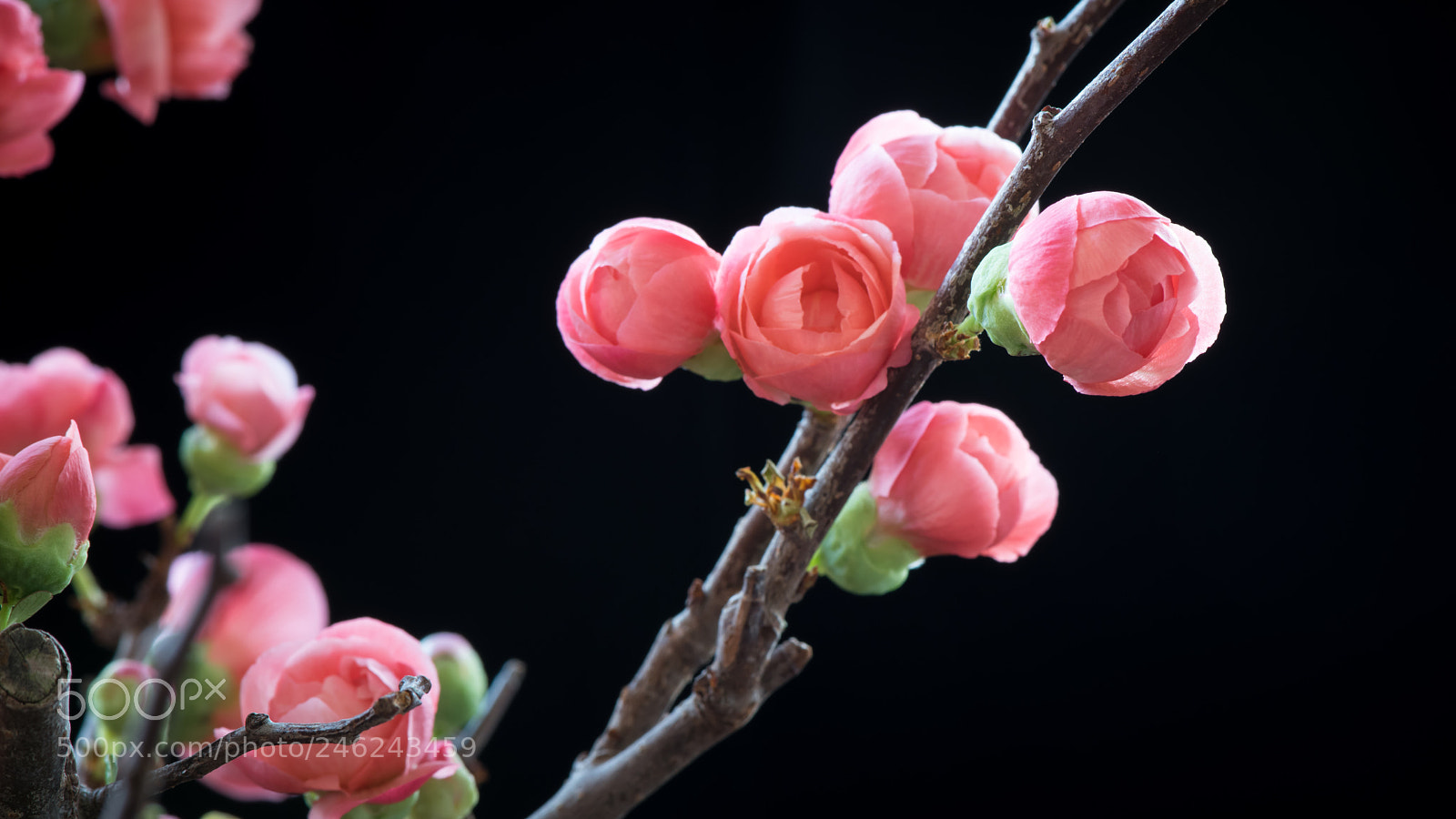 Nikon D850 sample photo. Gong xi fa chai photography