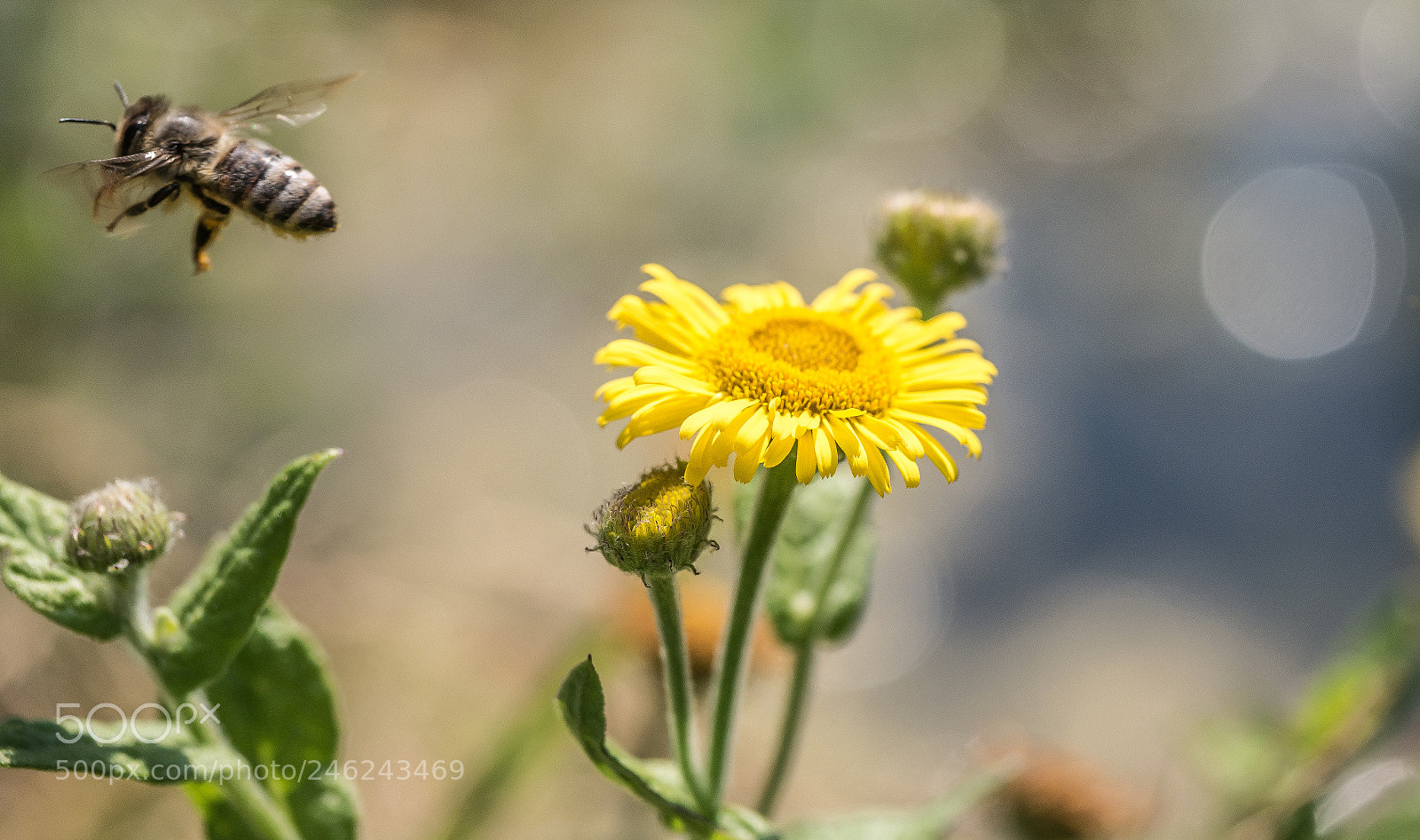 Panasonic DMC-G70 sample photo. Dandelion and bee photography