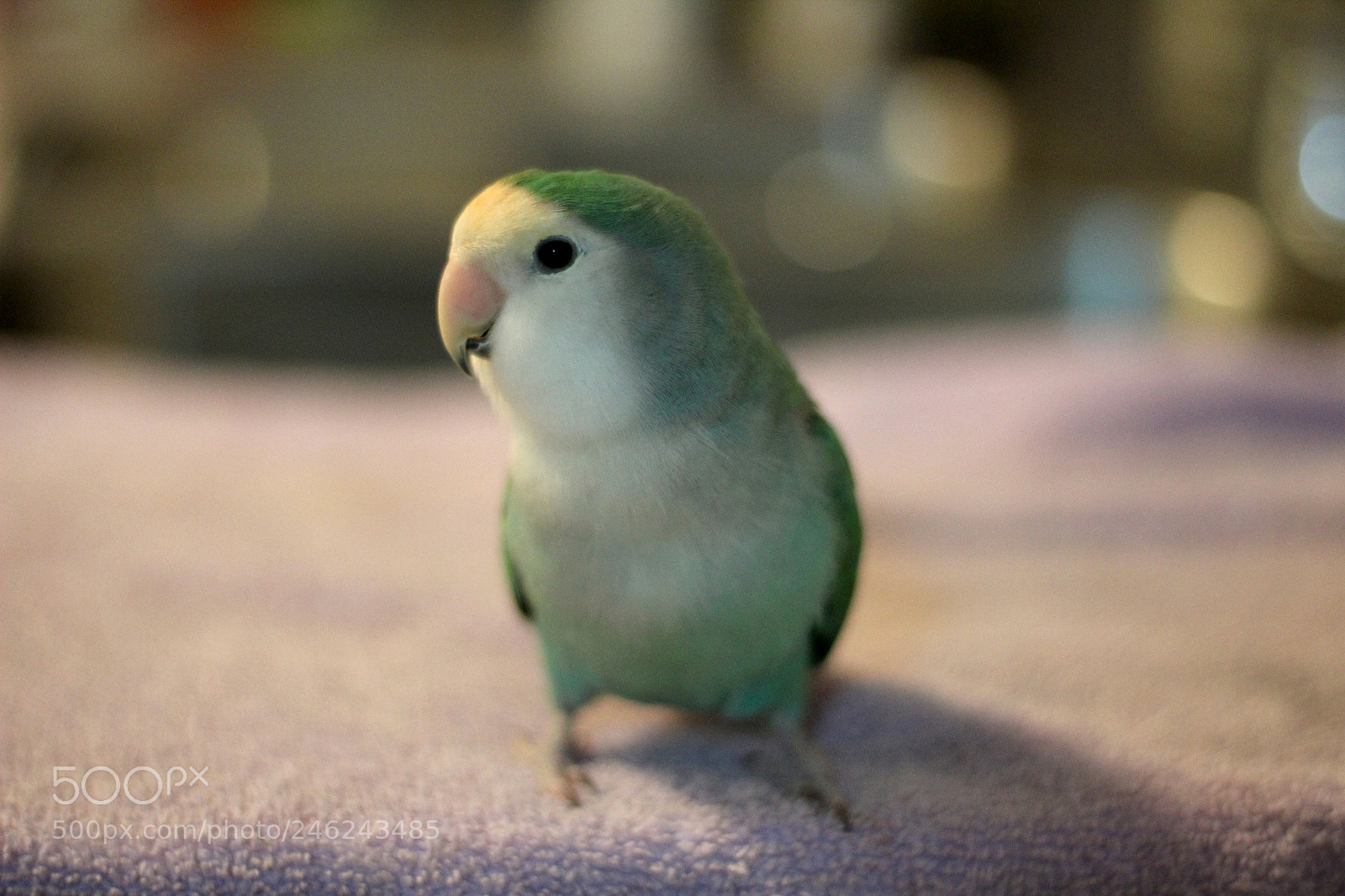 Canon EOS 1200D (EOS Rebel T5 / EOS Kiss X70 / EOS Hi) sample photo. Blanket on a towel photography