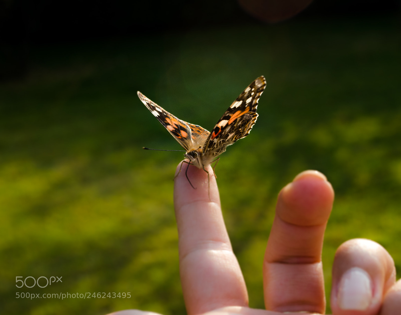 Nikon D5100 sample photo. Papillon photography