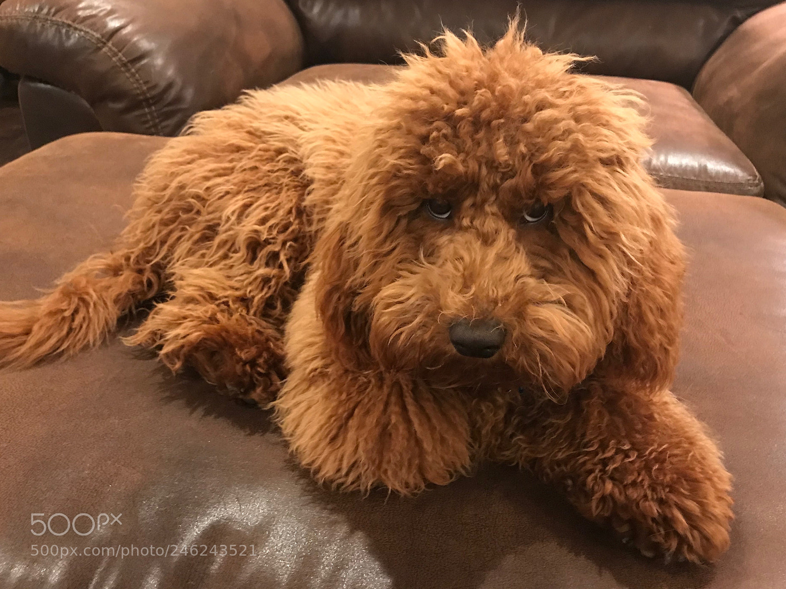 Apple iPhone 7 Plus sample photo. Tucker my mini golden photography