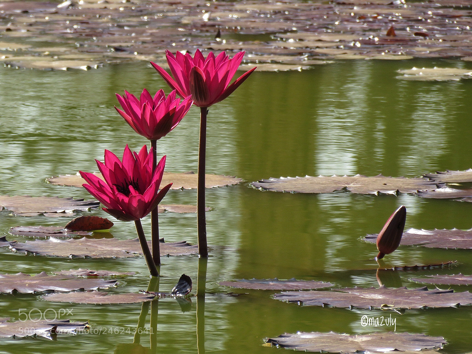 Canon PowerShot SX60 HS sample photo. Lirios de agua... photography
