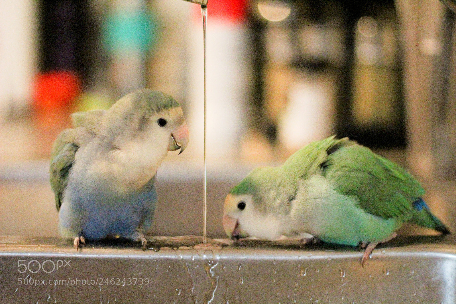 Canon EOS 1200D (EOS Rebel T5 / EOS Kiss X70 / EOS Hi) sample photo. Lovebirds taking a shower photography