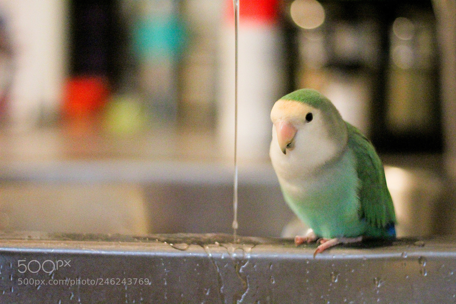 Canon EOS 1200D (EOS Rebel T5 / EOS Kiss X70 / EOS Hi) sample photo. Blanket having a bath photography