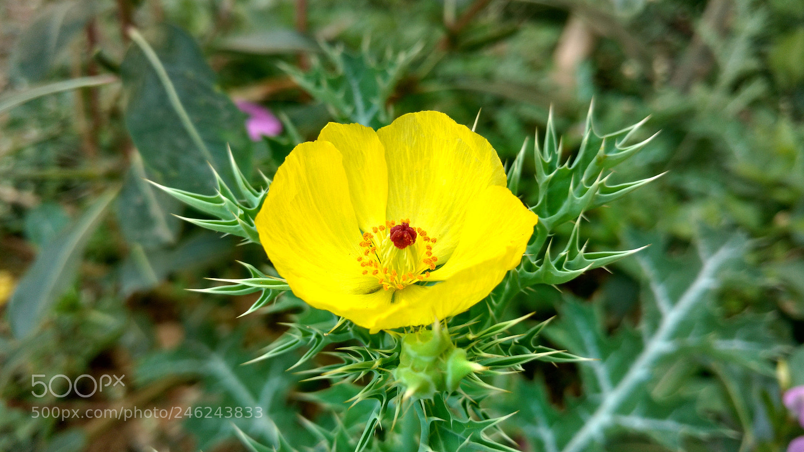 Motorola Moto X Play sample photo. Small yellow flower photography