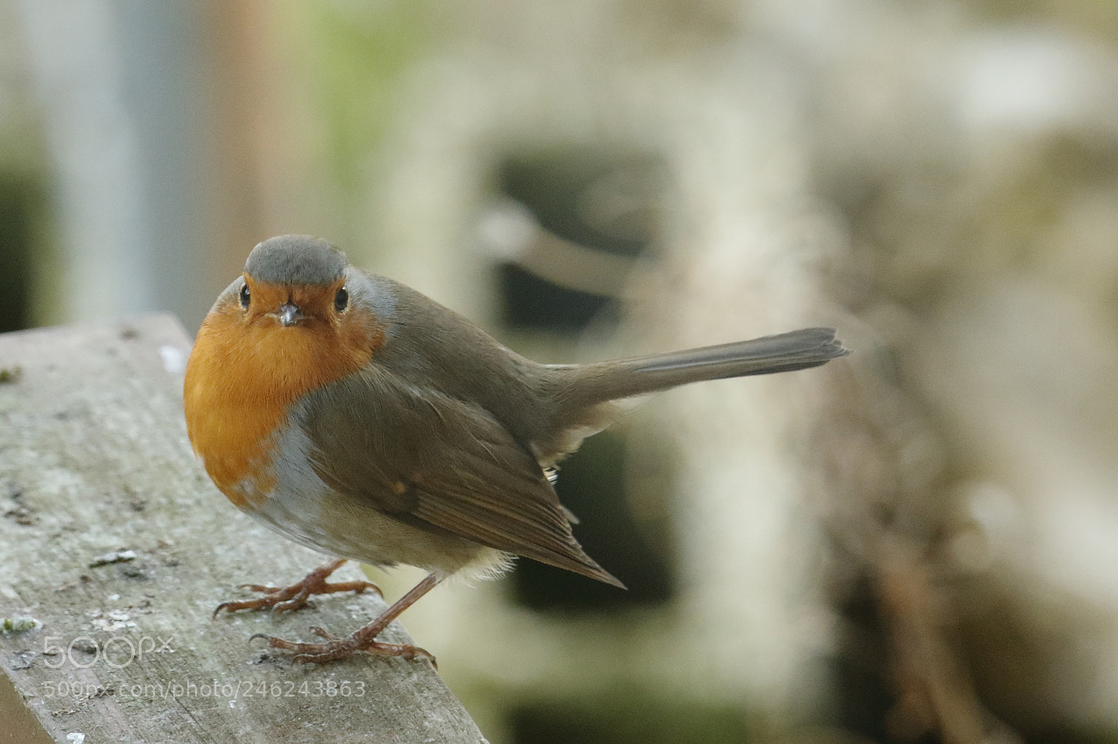 Canon EOS 7D Mark II sample photo. Rougegorge familier erithacus rubecula photography