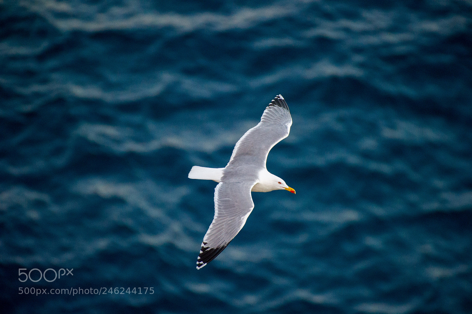 Nikon D3S sample photo. Seagull top view photography