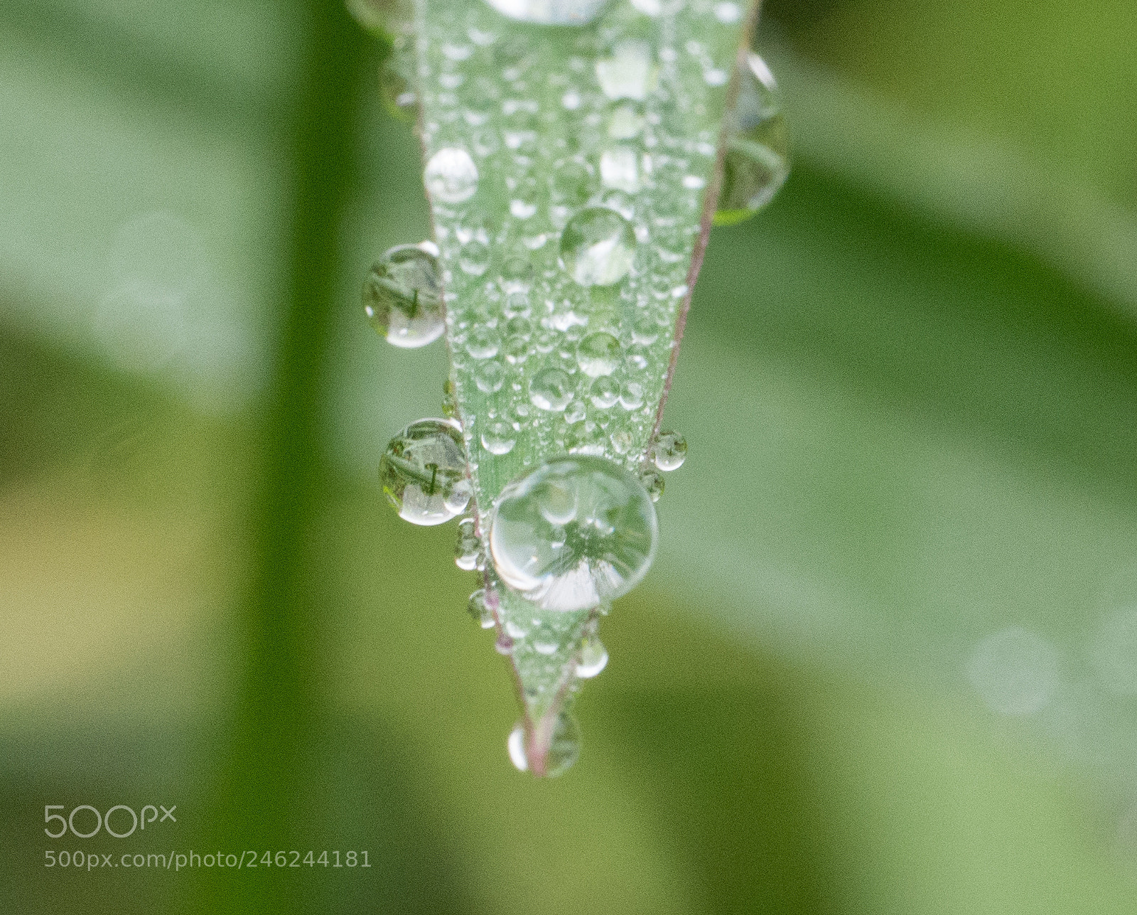 Panasonic DMC-G70 sample photo. Waterdrops photography