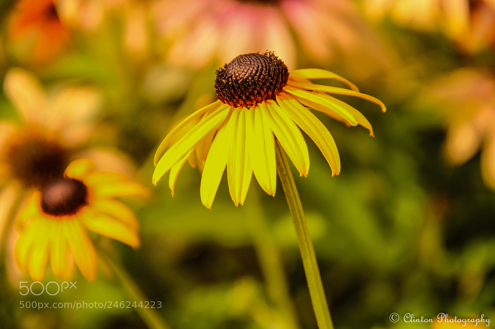 Canon EOS 600D (Rebel EOS T3i / EOS Kiss X5) sample photo. Happiness blooms from within! photography