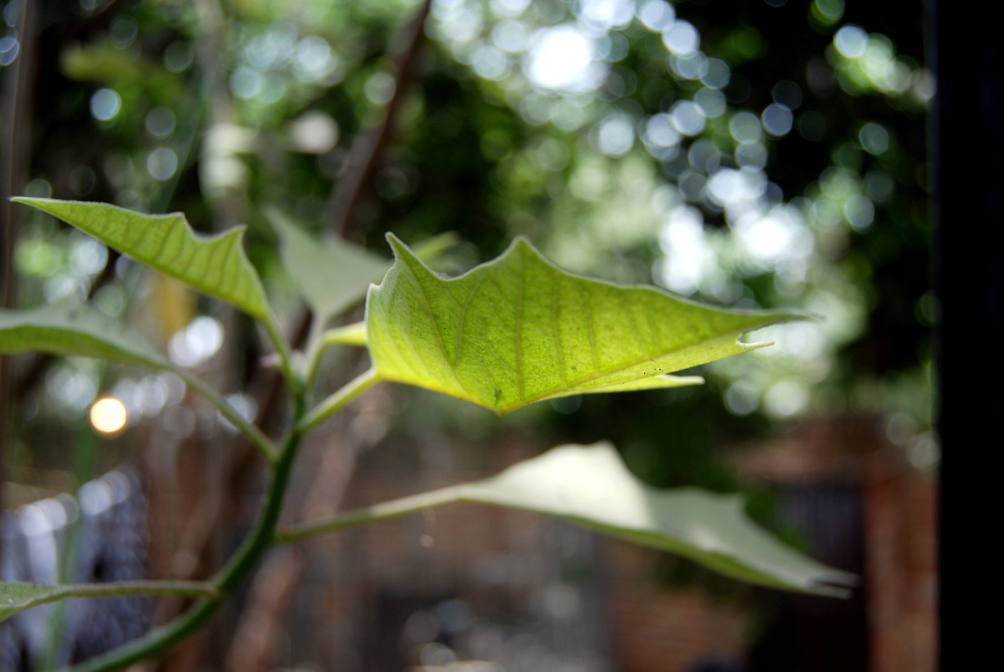 Nikon D40X sample photo. Green photography