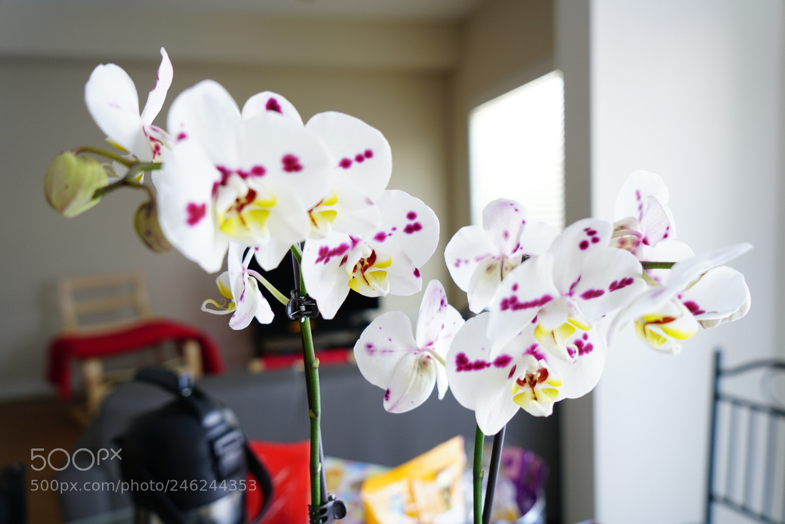 Sony a7R II sample photo. Spring is coming photography