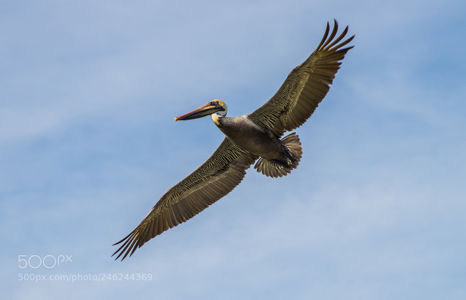 Canon EOS 80D sample photo. Pelican at flight ii photography