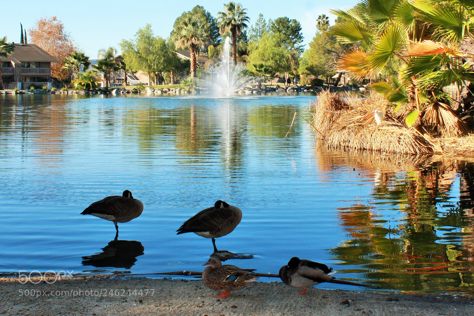 Canon EOS 1000D (EOS Digital Rebel XS / EOS Kiss F) sample photo. (murrieta) photography