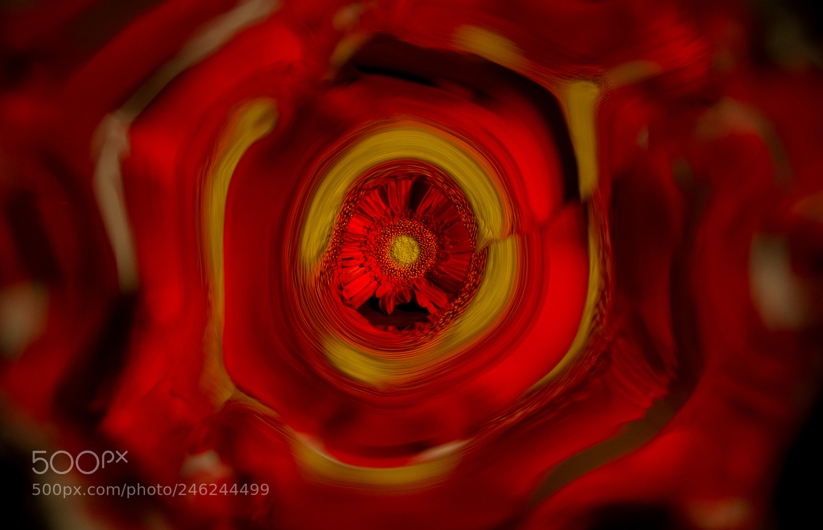 Nikon D7100 sample photo. Red flower photography