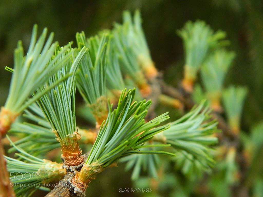 Nikon Coolpix L120 sample photo. The living passage photography