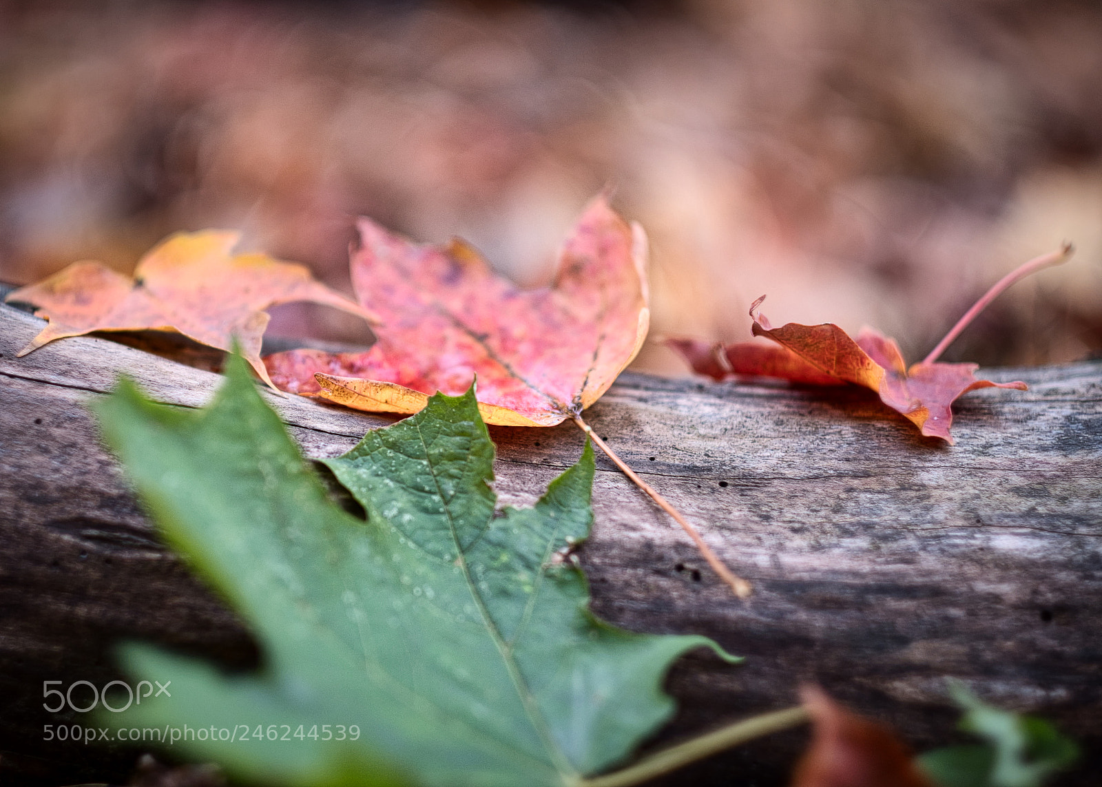 Fujifilm X-T2 sample photo. Fall photography