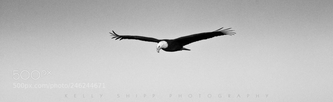 Nikon D300S sample photo. "in search of prey" photography