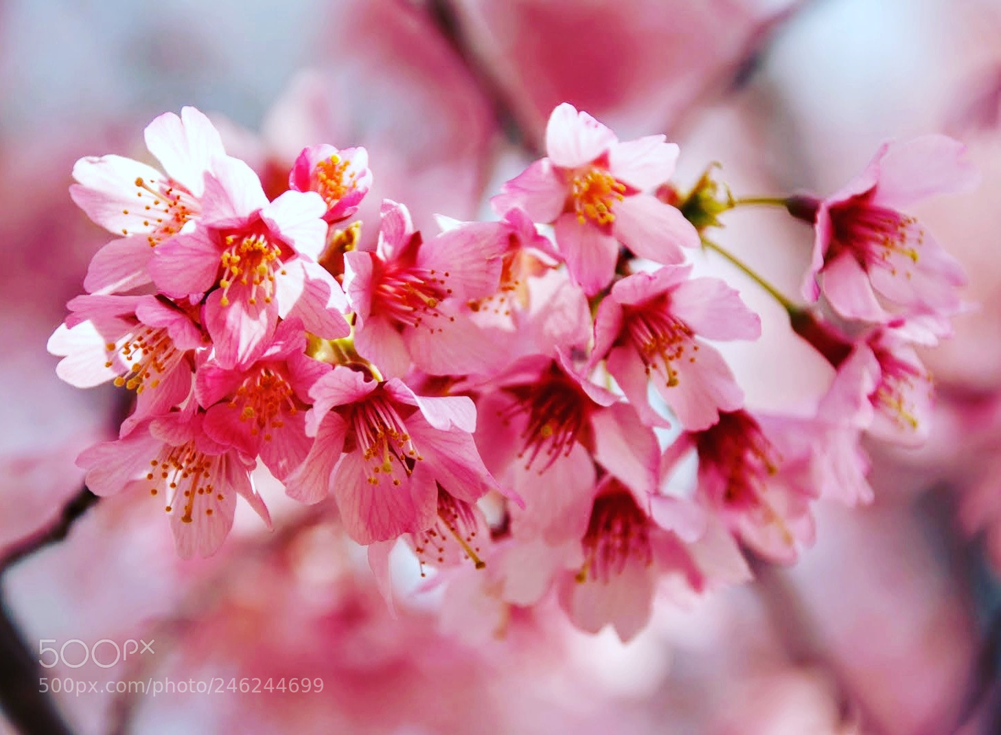 Nikon D80 sample photo. Pink photography