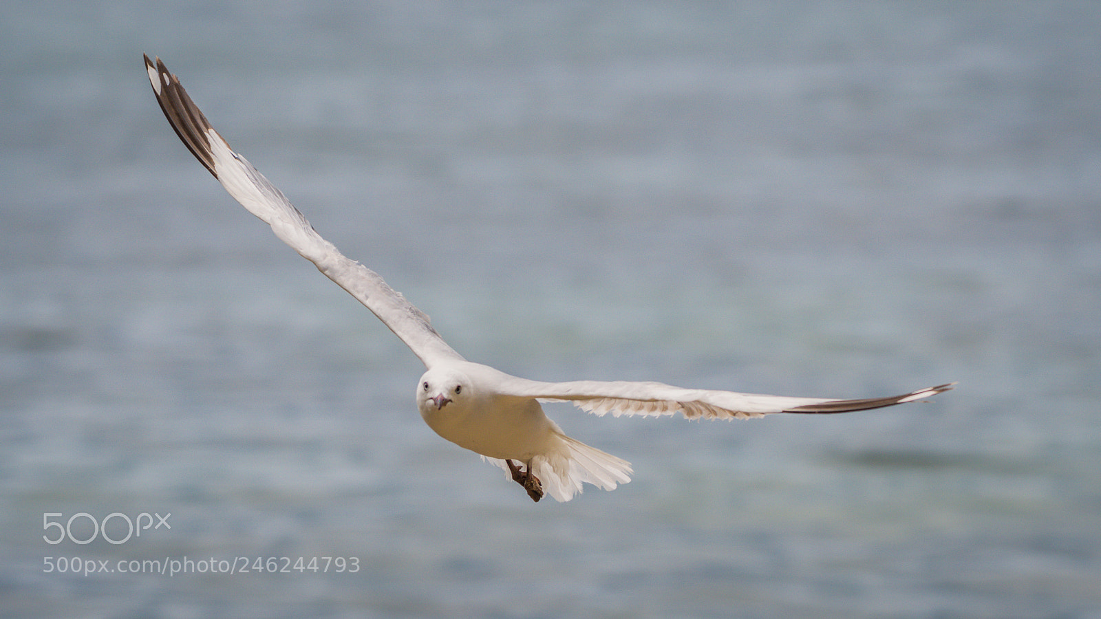 Nikon D500 sample photo. Red-billed gull soaring and photography