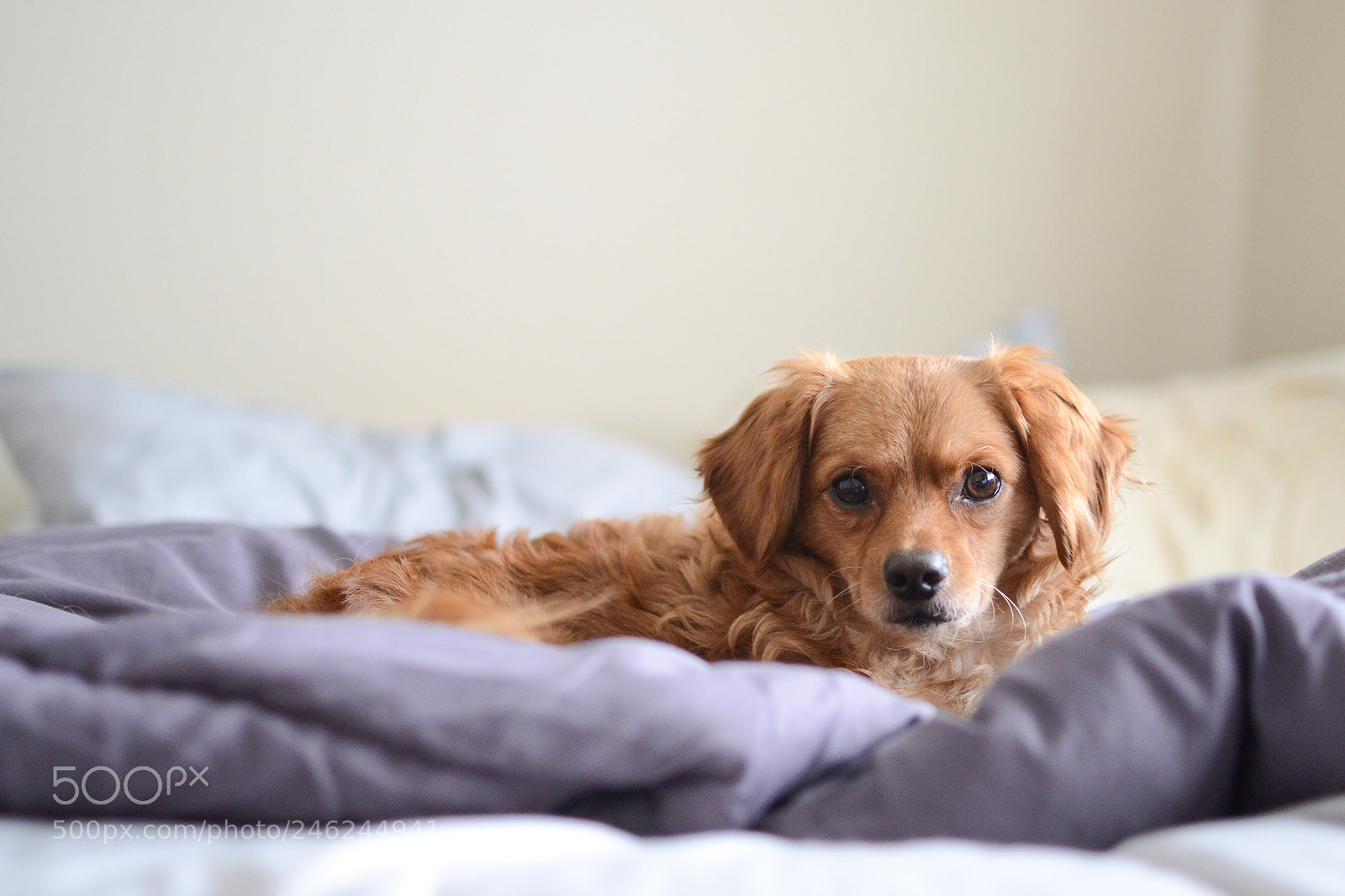 Nikon D3100 sample photo. Lazy days photography