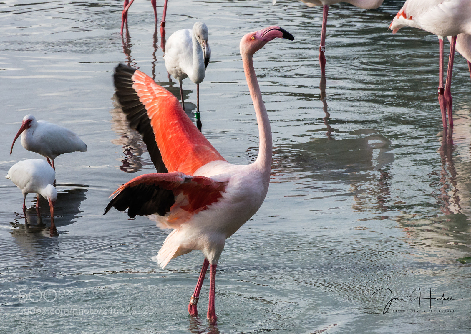 Nikon D7200 sample photo. Winging it photography