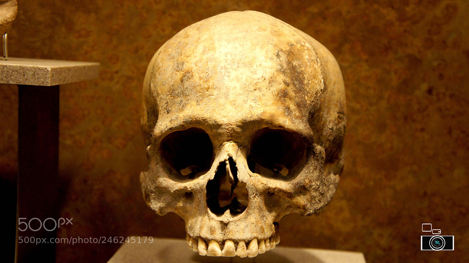 Sony Alpha NEX-5 sample photo. Craneo. museo de antropologia photography