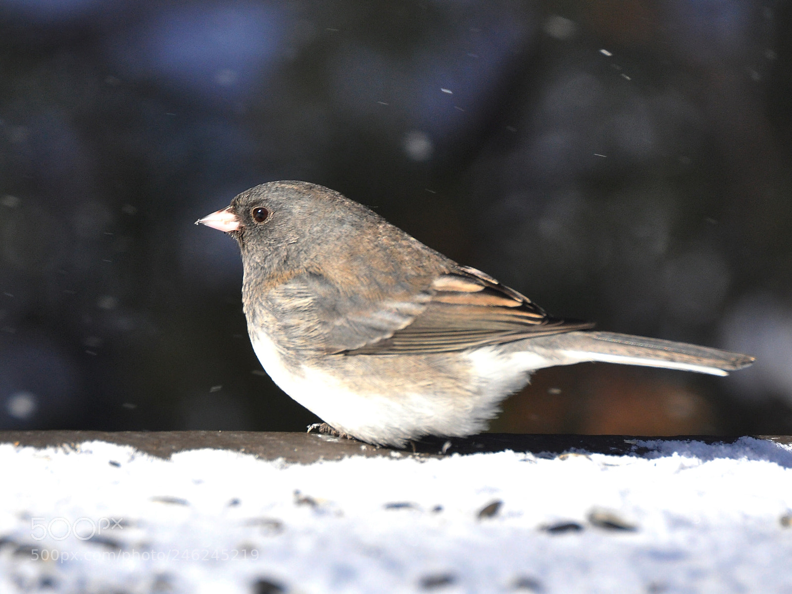 Nikon D90 sample photo. Junco photography
