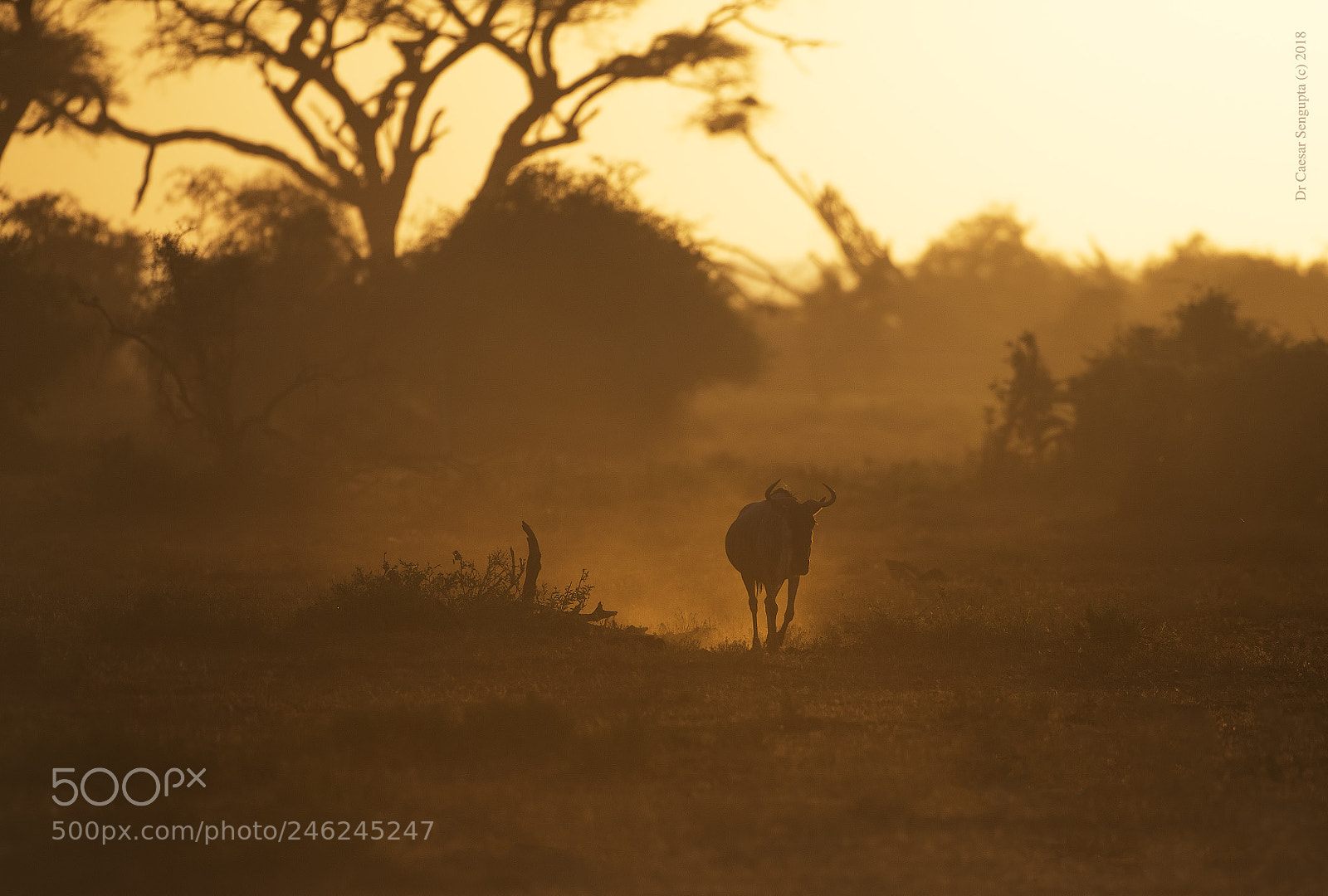 Canon EOS-1D X sample photo. Wildebeest against sunset photography