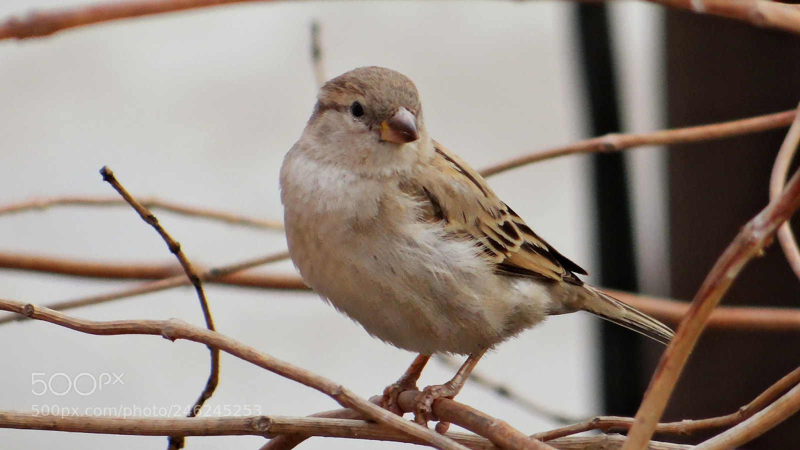 Sony DSC-HX200V sample photo. Hola ! photography