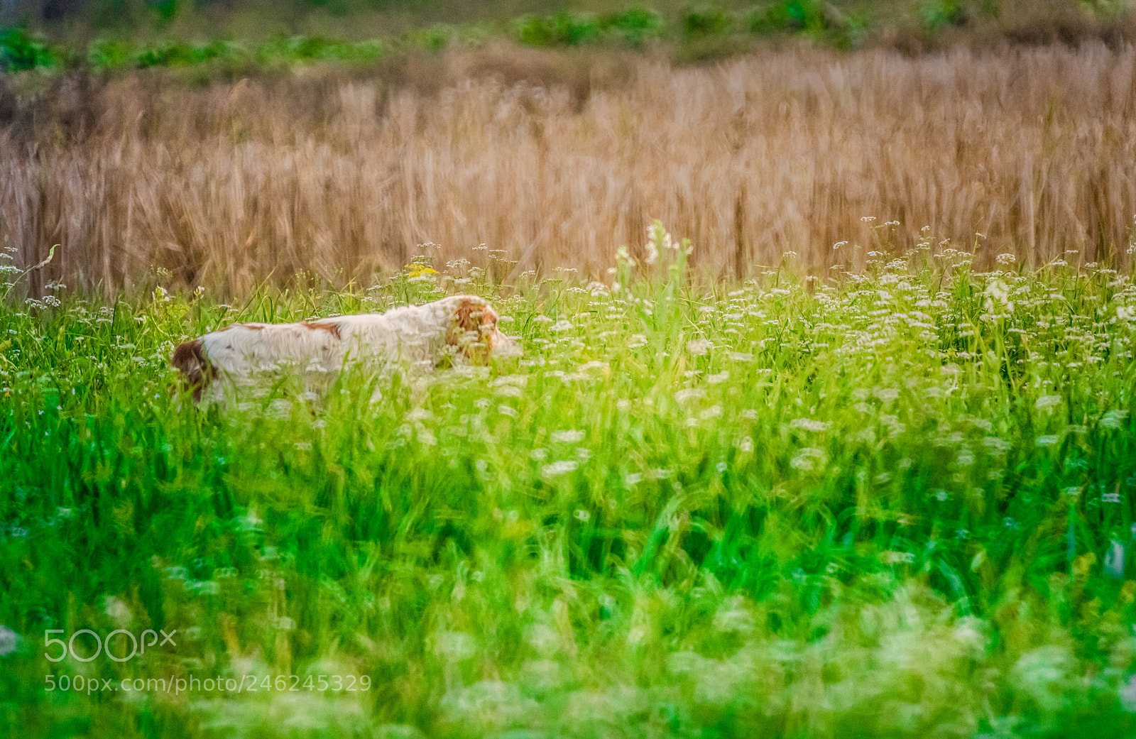 Nikon D810 sample photo. Dog in grass photography