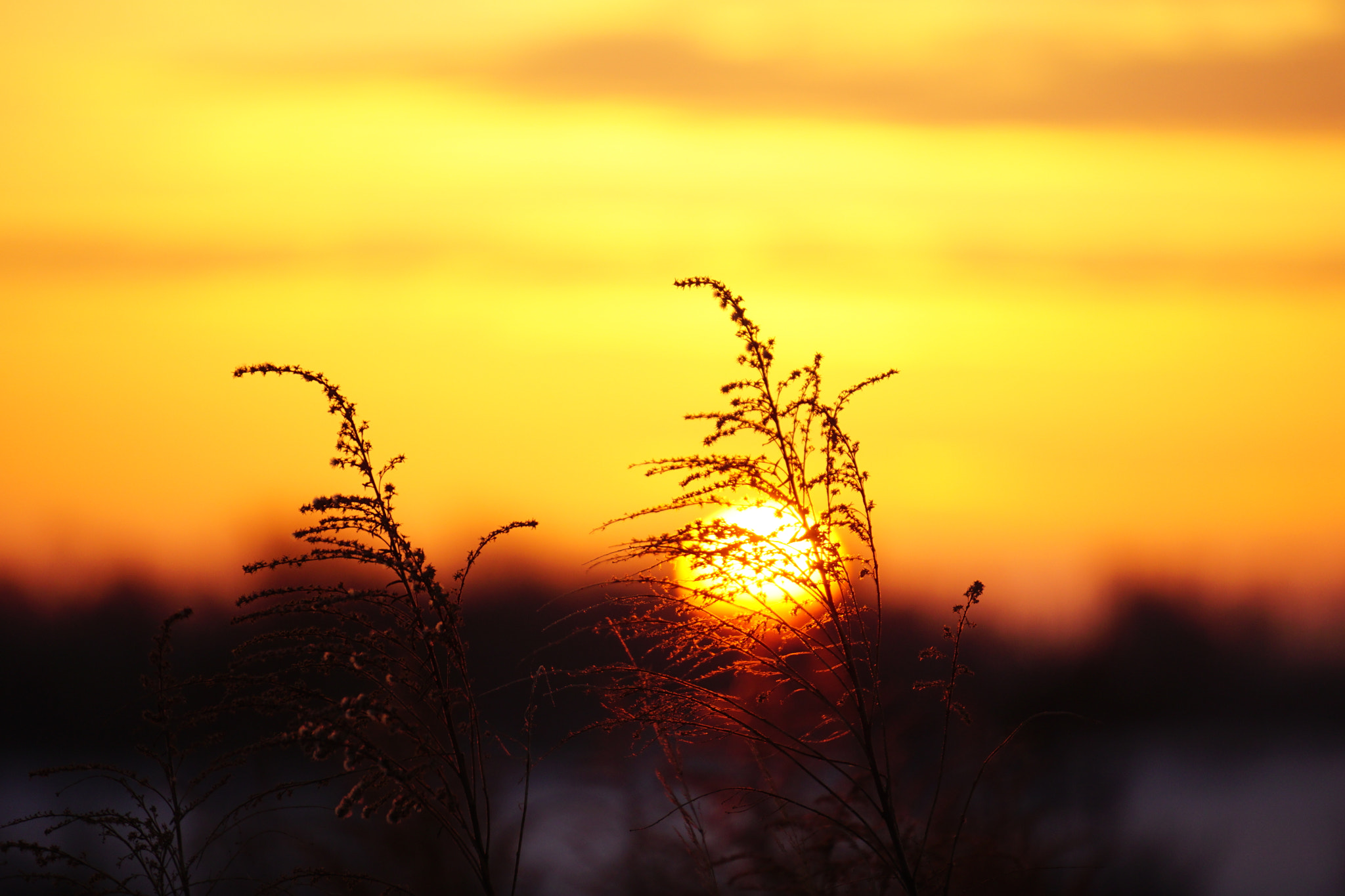 Sony E 55-210mm F4.5-6.3 OSS sample photo. Sunrise. bokeh. photography