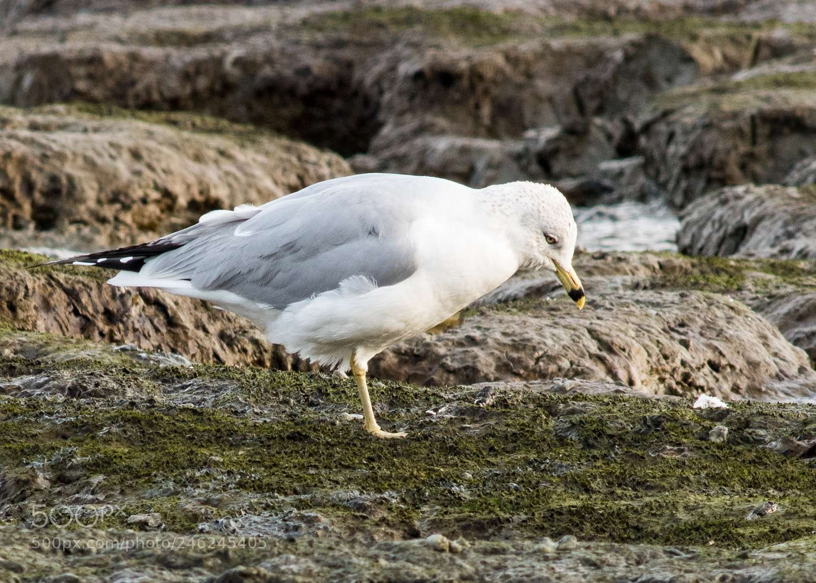 Nikon D5600 sample photo. Dsc photography