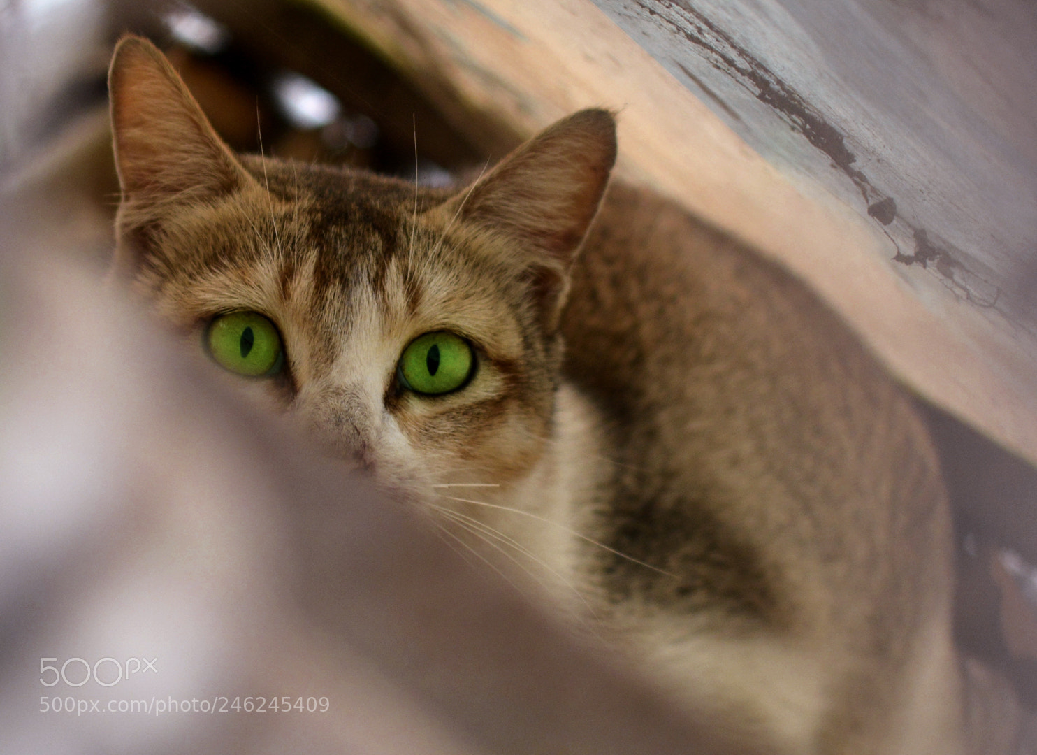 Nikon D5200 sample photo. Green eyes photography