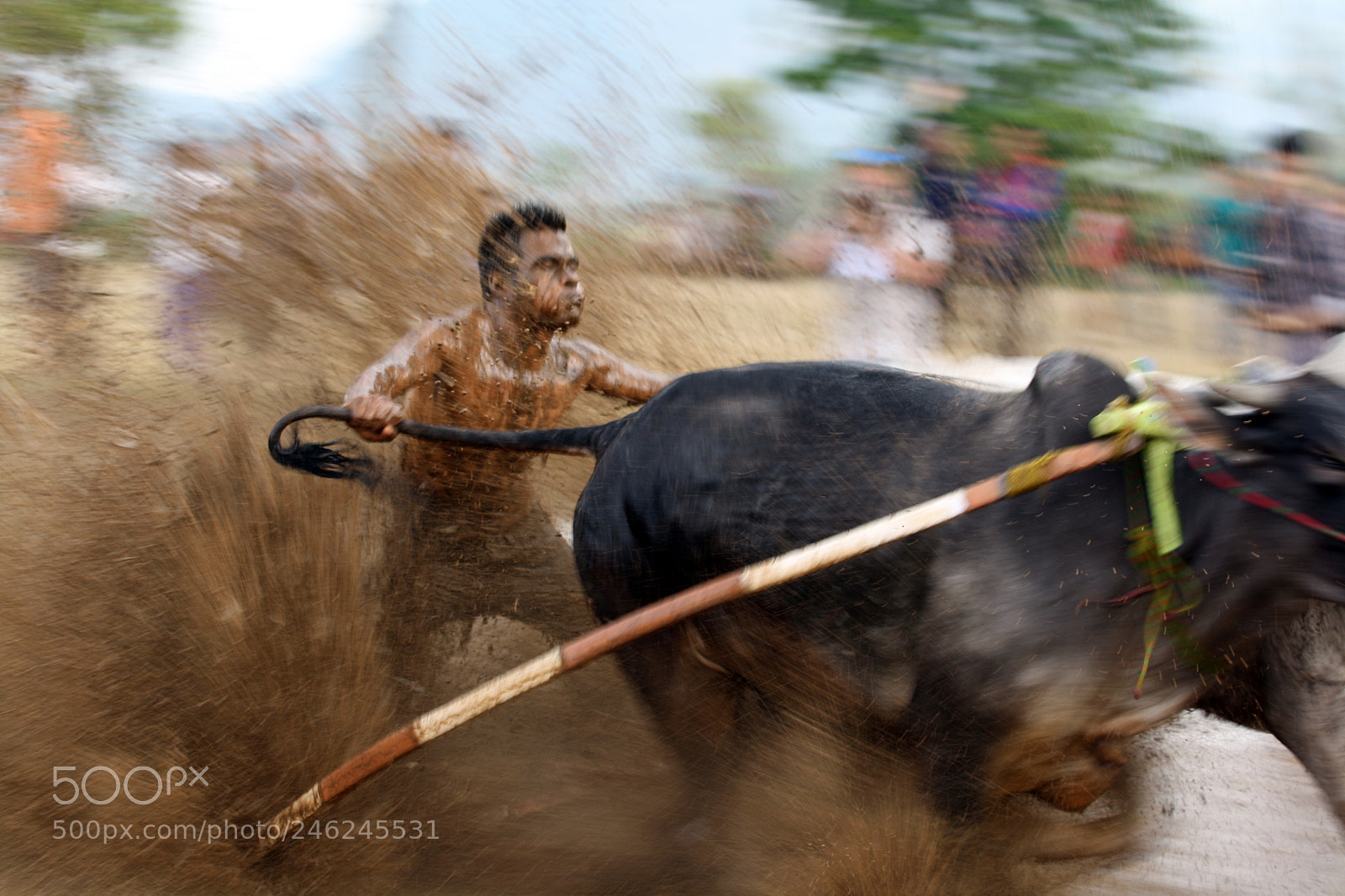Canon EOS 1000D (EOS Digital Rebel XS / EOS Kiss F) sample photo. Cow race (2) photography