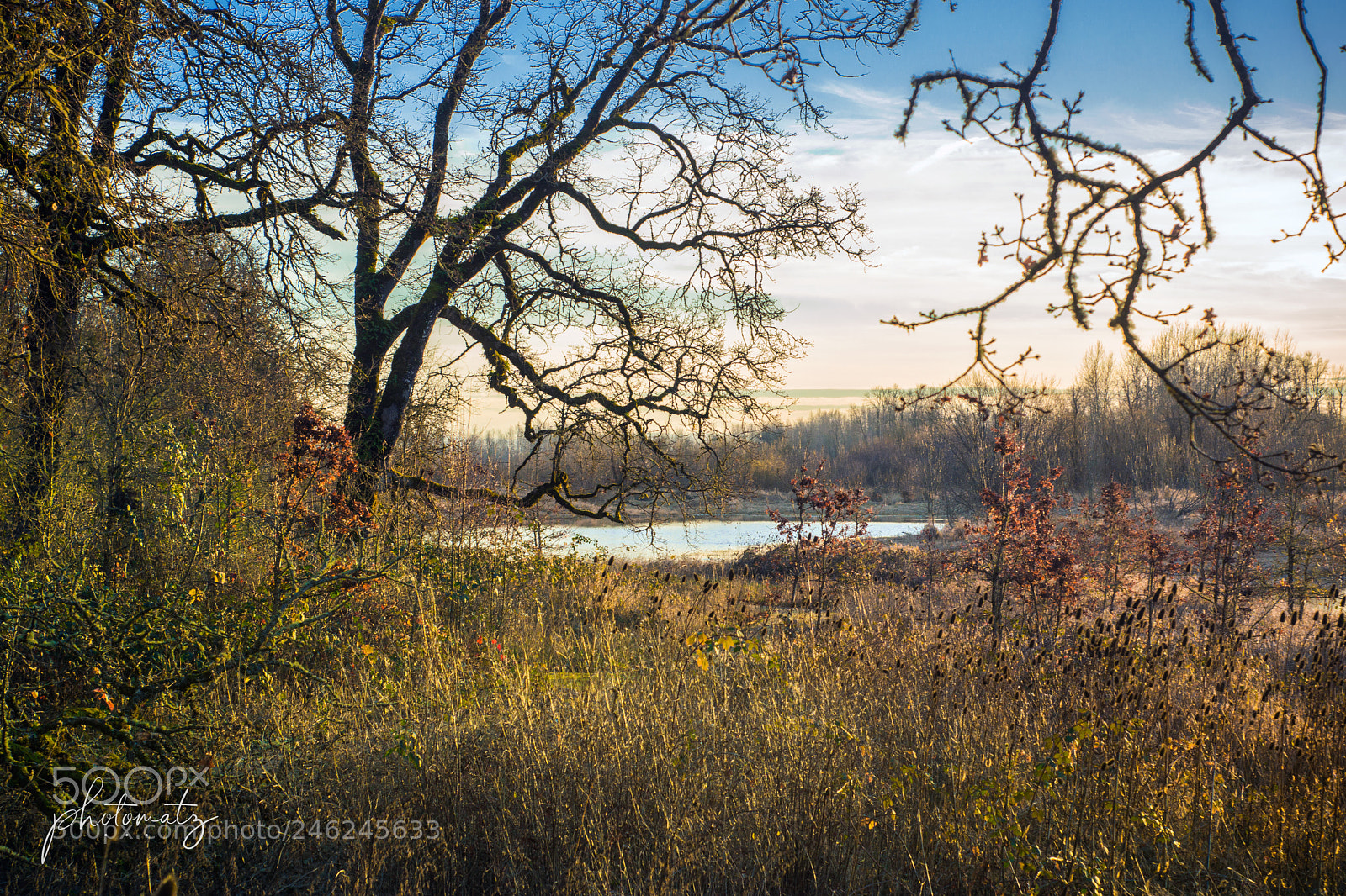Sony SLT-A77 sample photo. Wildlife refuge pond photography