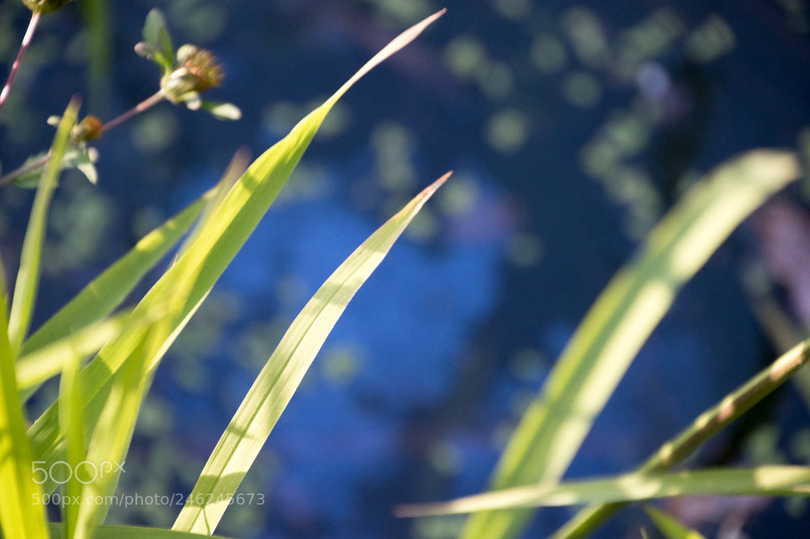 Nikon D5600 sample photo. Dsc photography