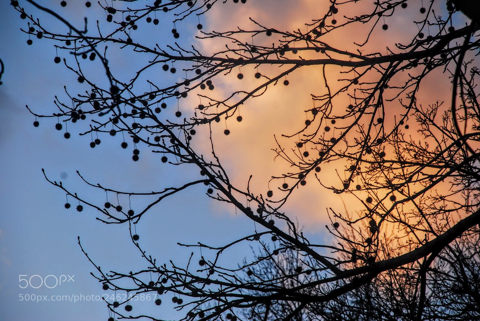 Nikon D80 sample photo. Dusk at princeton nj photography