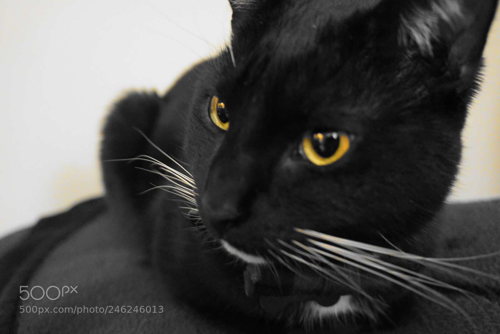 Sony Alpha NEX-5R sample photo. Untitled photography
