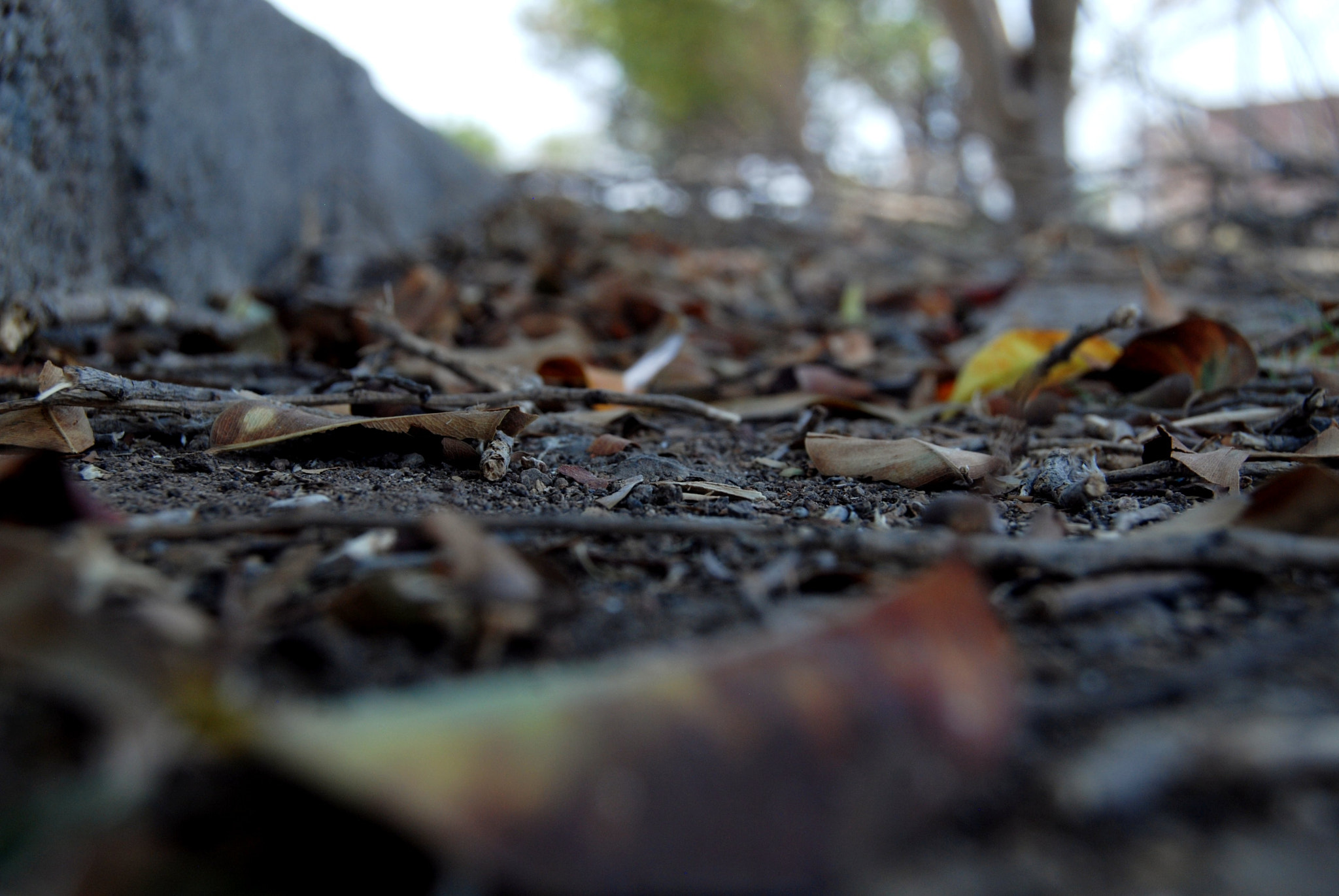 Nikon D40X sample photo. Earth and leaves photography