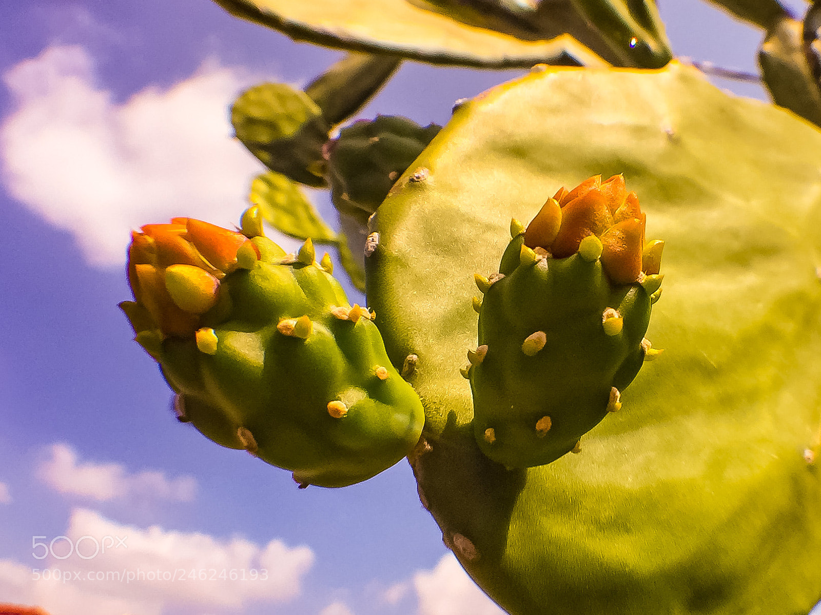 Apple iPhone 6 Plus sample photo. Cactus flower photography