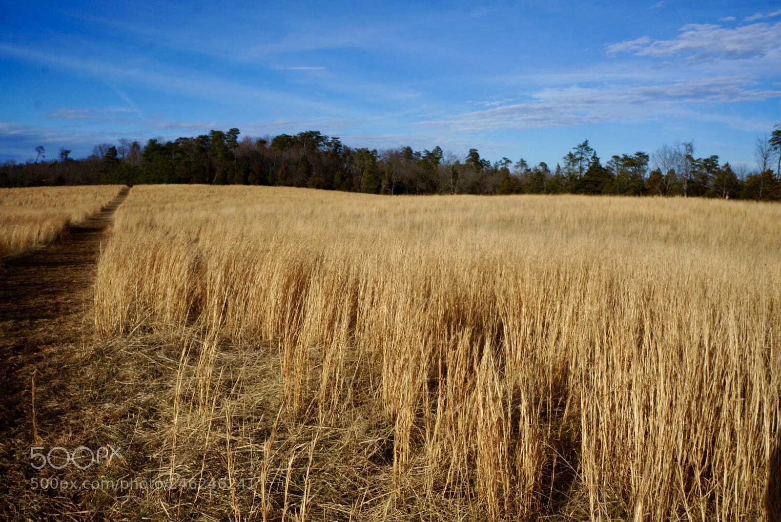 Sony Alpha NEX-5R sample photo. Manassas photography