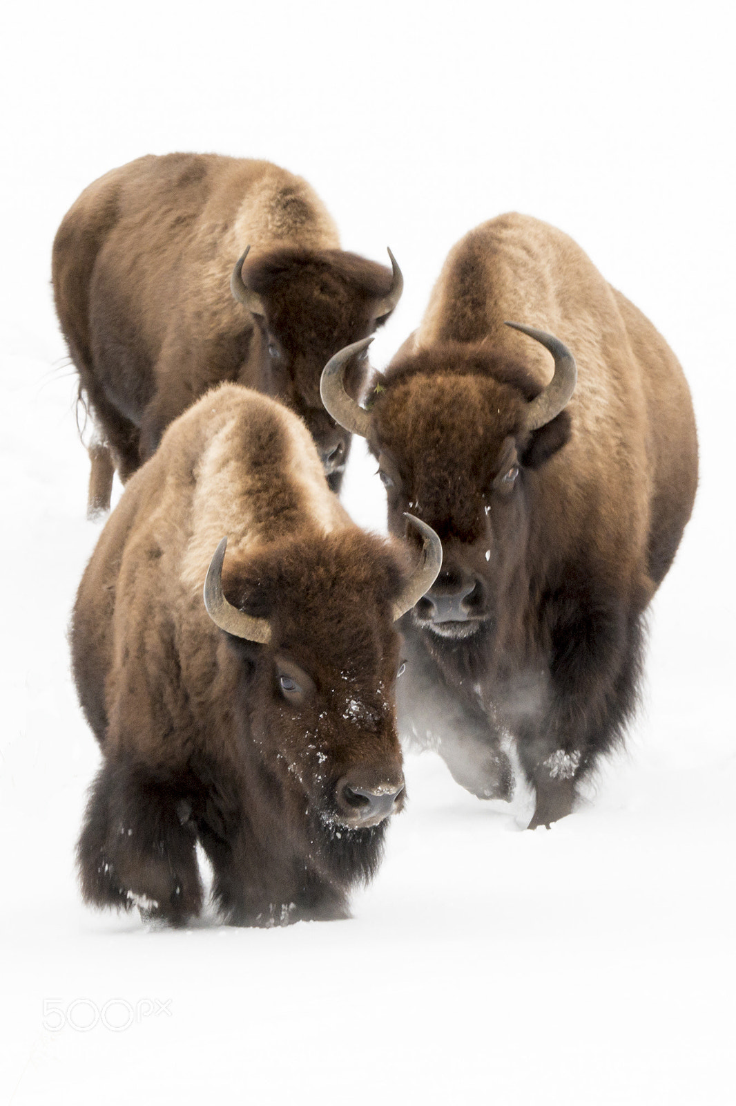 Nikon D800 sample photo. Tri-bison photography
