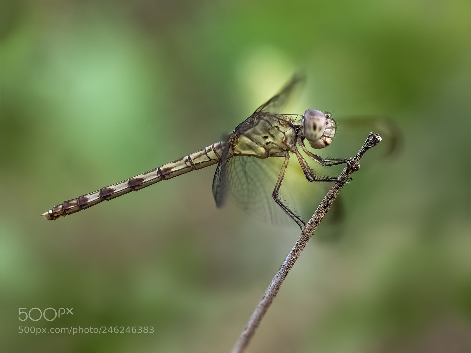 Olympus OM-D E-M1 sample photo. Band-winged dragonlet (erythrodiplax umbrata) photography