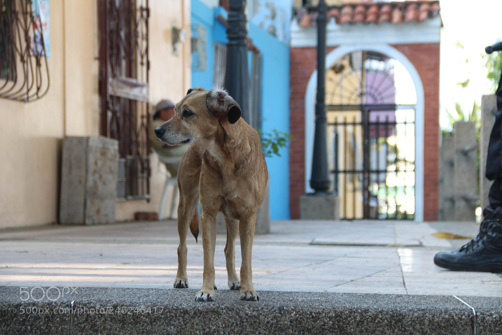 Canon EOS 700D (EOS Rebel T5i / EOS Kiss X7i) sample photo. Atento photography
