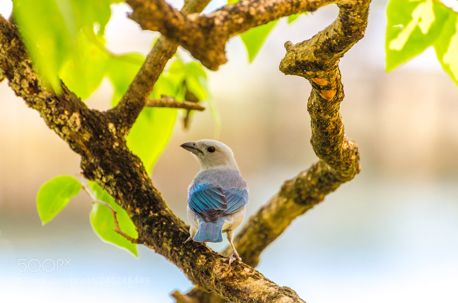 Nikon D5100 sample photo. Blue-grey tanager photography
