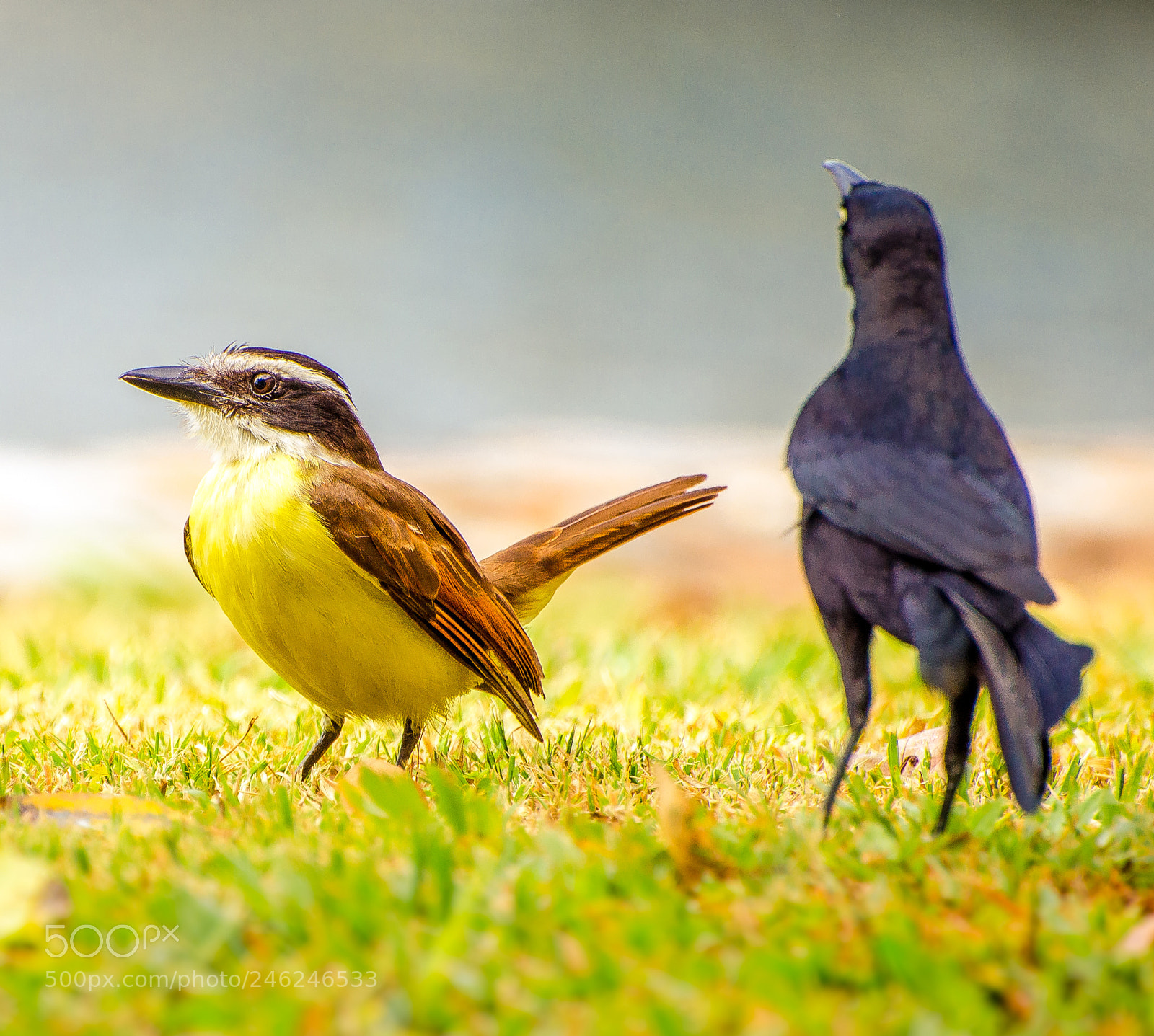 Nikon D5100 sample photo. Great kiskadee and carib photography
