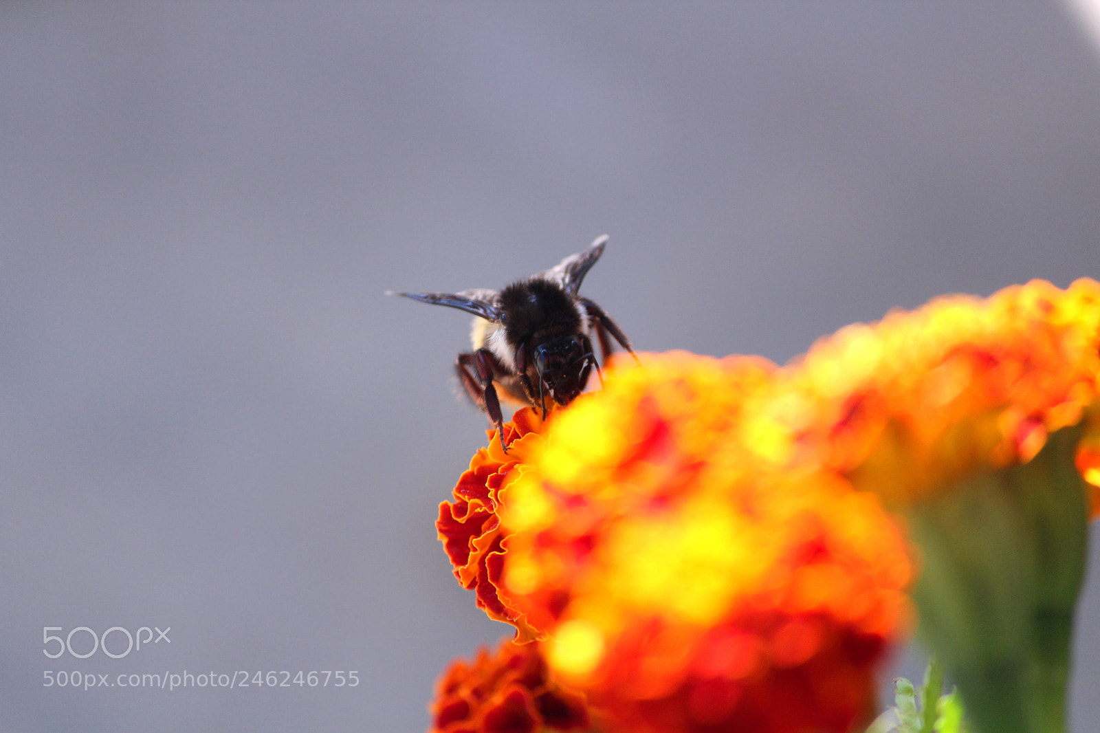 Canon EF-S 55-250mm F4-5.6 IS II sample photo. Spring welcomes everyone your photography