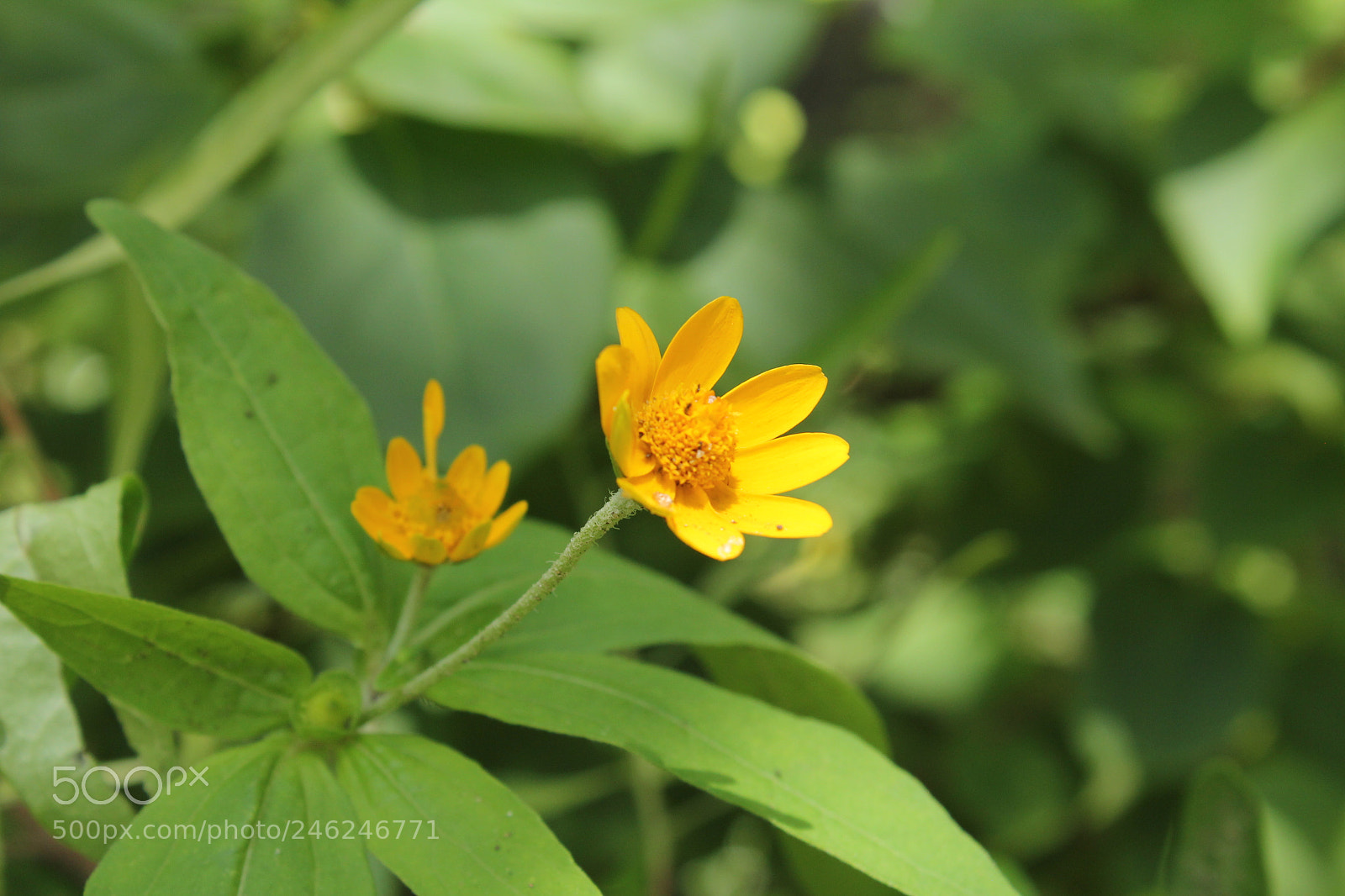 Canon EOS 60D sample photo. Untitled photography